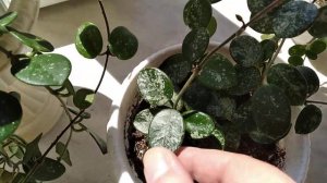 Хойя Матильда, Матильда сплеш, Серпенс и Лакуноза Сильвер.