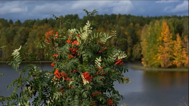 РЯБИНА смотреть онлайн