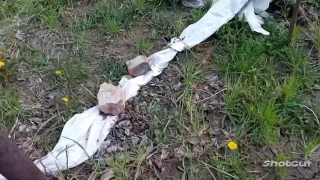 Когда открывать виноград. Наконец- то, пришло время. 23.04 смотреть онлайн