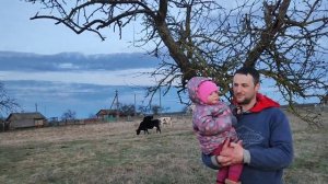 Установка электропастуха для коров. Выпас коров.