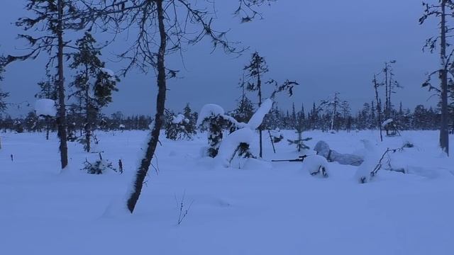 ВЗЯЛ ДВУХ ГЛУХАРЕЙ С ОДНОГО БОЛОТА / ЗИМНЯЯ ОХОТА НА ГЛУХАРЯ С МЕЛКАШКОЙ / КАК НАЙТИ ПТИЦУ В ЛЕСУ? смотреть онлайн