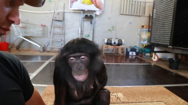 ВЛОГ №2 Волгоградский Цирк,знакомство с Шимпанзе,ремонт Мотоцикла смотреть онлайн