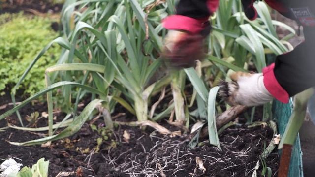 Как хранить лук порей на зиму в домашних условиях ✿ Уборка лука и хранение смотреть онлайн