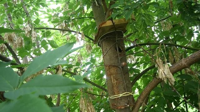 Дуплянка для синиц смотреть онлайн