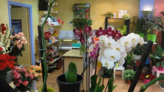 Cómo Cuidar Orquideas Phalaenopsis