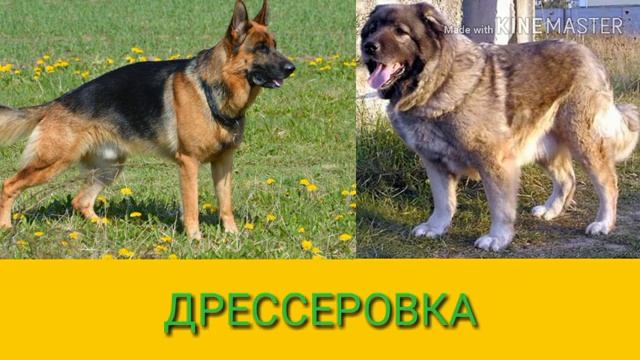 Кавказская овчарка против Немецкой овчарки. Собаки. Батл собак. смотреть онлайн