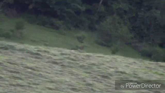 Coyote Hunt 