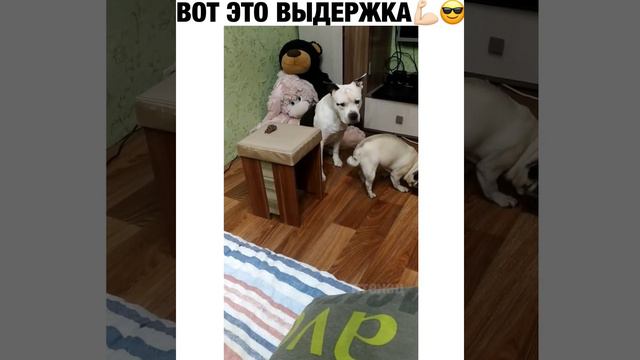 Когда тебя подставили. Мопс не хороший друг! Мопс подставил питбуля! смотреть онлайн