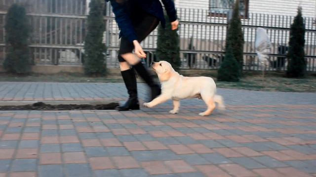 Щенки лабрадора в питомнике "Гвен Пати" смотреть онлайн