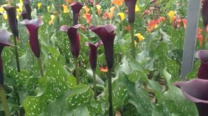 Калла цветет другим цветом,  не по сорту, когда такое может быть.