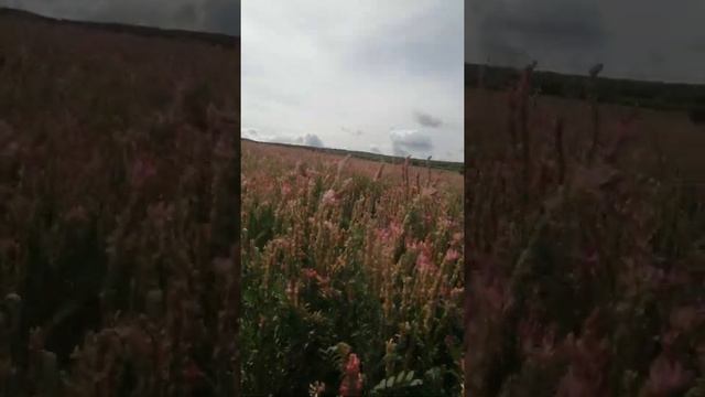 Эспарцет,медонос,сэлфистами утоптанный смотреть онлайн