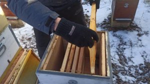 РАНЕЕ РАЗВИТИЕ ПЧЕЛ. Секреты пчеловодства