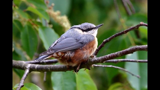 Звук птицы: Канадский поползень смотреть онлайн