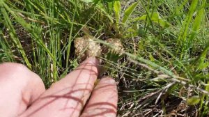 Степные сморчки ! Собираем грибы в Ростовской степи ! Сумасшедшее путешествие за грибами !