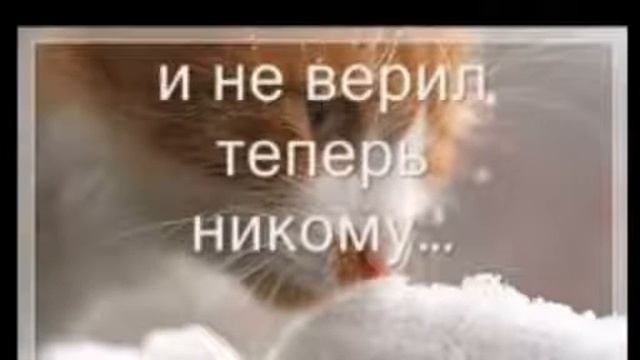 Бедный кот . До слёз смотреть онлайн