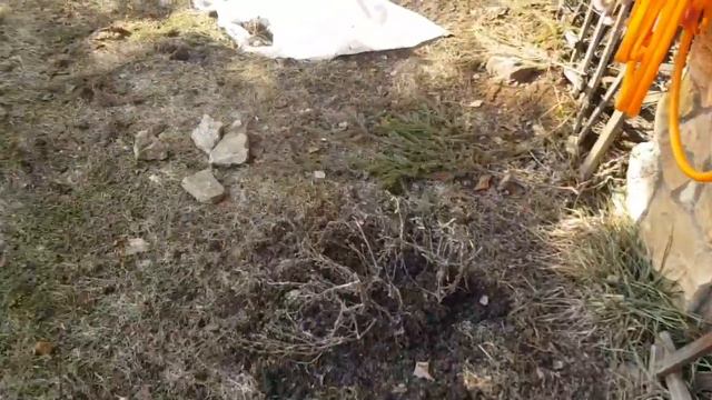 Открыла розы 🌹 в конце ролика показала гортензию смотреть онлайн