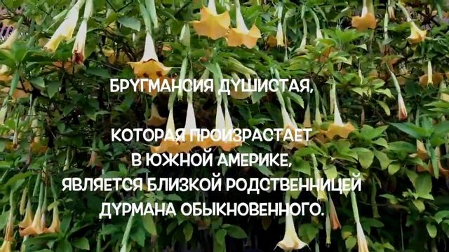 США. БАЛЬБОА ПАРК САН ДИЕГО. ЧТО ПОСМОТРЕТЬ? ЛУЧШЕЕ ВРЕМЯ ВЫХОДНЫЕ. смотреть онлайн