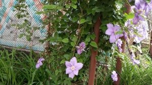 МОЙ  ОПЫТ выращивания КЛЕМАТИСА!