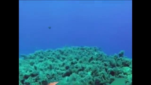 Смешные птички #3
