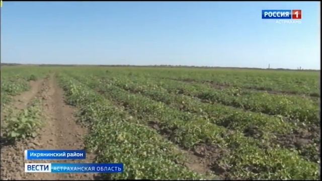 Сотрудники Россельхознадзора искали на астраханских полях опасных вредителей.mp4 смотреть онлайн