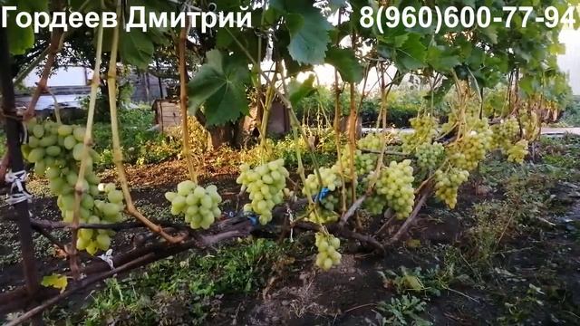 Виноград Аркадия - урожай 2022. Тула. смотреть онлайн