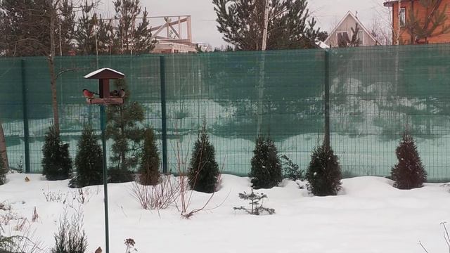 Снегири и синички / The birds смотреть онлайн