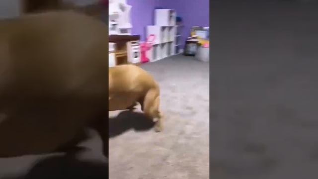 Пёс энерджайзер )) смотреть онлайн