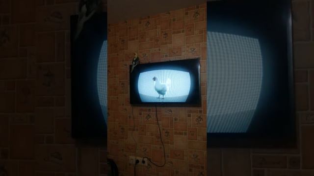 Корелла Рома поет смотреть онлайн