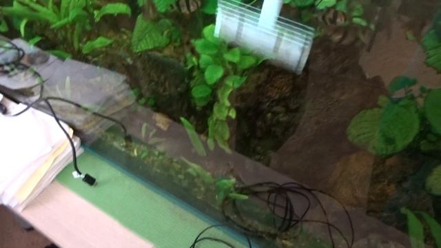 #16 Скребки. Чистка стекол большого аквариума, часть 1 смотреть онлайн