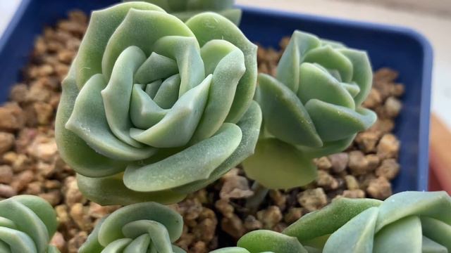 Graptoveria “Lovely Rose” Care Guide And Propagation Tips