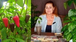 ПЕРЕЦ! ЛУЧШИЕ СОРТА ПЕРЦА! ПУРПУРНЫЙ ХАЛАПЕНЬО! ОБЯЗАТЕЛЕН К ПОСАДКЕ!