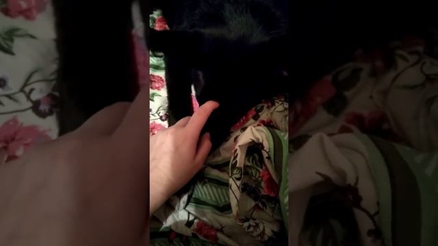 Бельгийская овчарка Черная малинуа