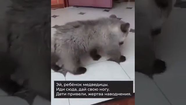 Чеченские школьники спасли утопающего медвежонка смотреть онлайн
