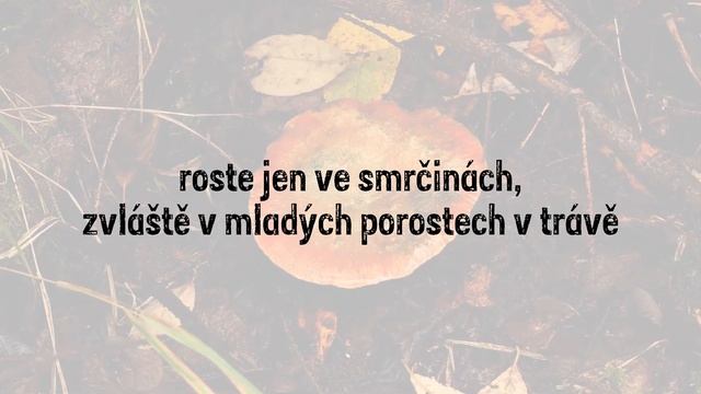 090 PKL ryzec smrkový смотреть онлайн