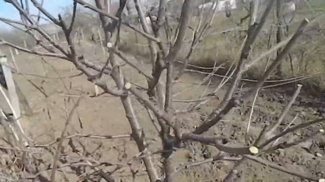 обрезка черешни весной || обрезка черешни смотреть онлайн