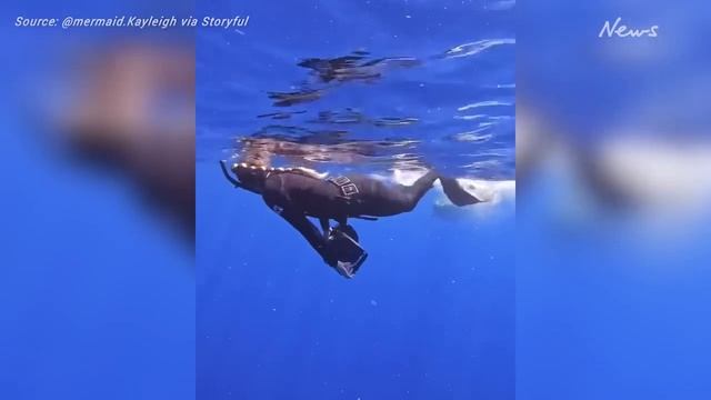 Woman PUSHES shark on the nose with bare hand, showing what to do when a predator approaches you смотреть онлайн