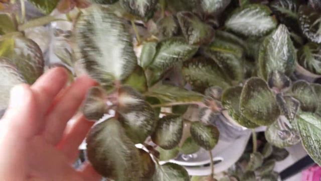 Episcia çeşitlerim satışta bakımı hakkında bilgiler 💐💐 смотреть онлайн