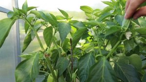 Продолжаем формировать перец: какие пасынки, завязи и листья удалять