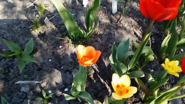 Зацвели вишни,сливы, тюльпаны,кандыки,рябчики шахматные,магнолия Суланж # мойсад #апрель2019 смотреть онлайн