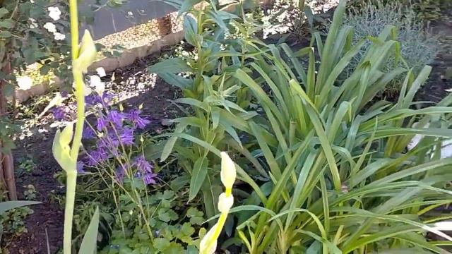 5 мая. Новости, погода. Яблоновский. смотреть онлайн