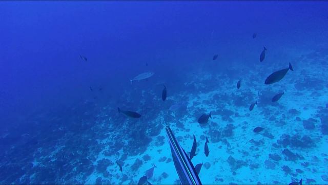 Spearfishing Lazarus Banks 2018 смотреть онлайн