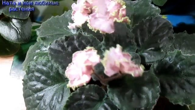 Пересадка некоторых комнатных растений // Какие из растений цветут сегодня ( орхидеи, фиалки и др.) смотреть онлайн