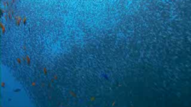 Грёзы океана 