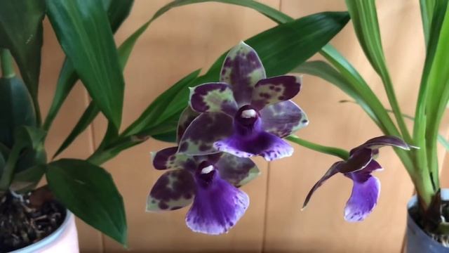 Мой Зигопеталум расцвёл! Новая Орхидея. смотреть онлайн