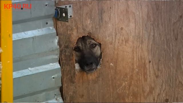 Собаки нападают на людей у больницы (Обнинск) смотреть онлайн