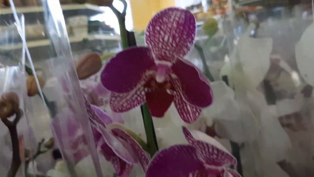 Небольшой завоз орхидей в с/ц Мир Цветов. смотреть онлайн