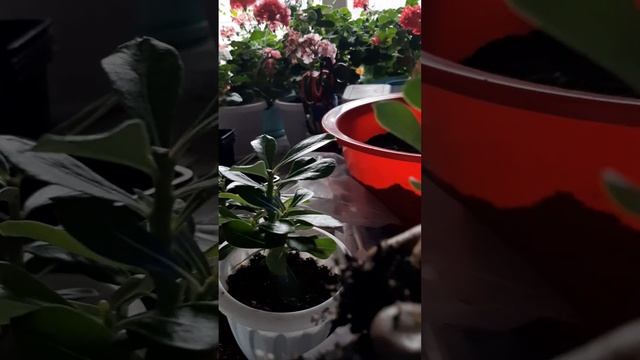 30.10.2023 год. Адениум на подоконнике. смотреть онлайн