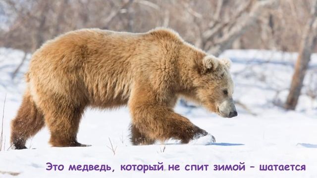 Братья наши меньшие. Всемирный день защиты животных смотреть онлайн