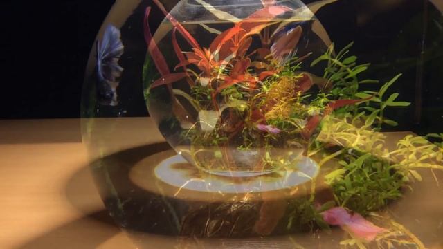 Аквариум с петушком