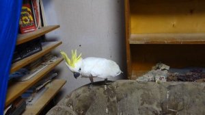 Птенец какаду развлекается.